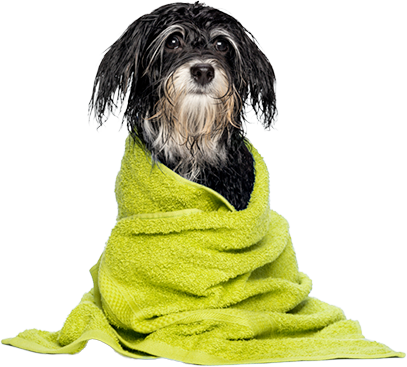 VetNaturally Med Spa In Mandeville Dog With towel