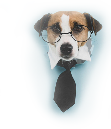 Dog With Tie On Popping Out of Screen