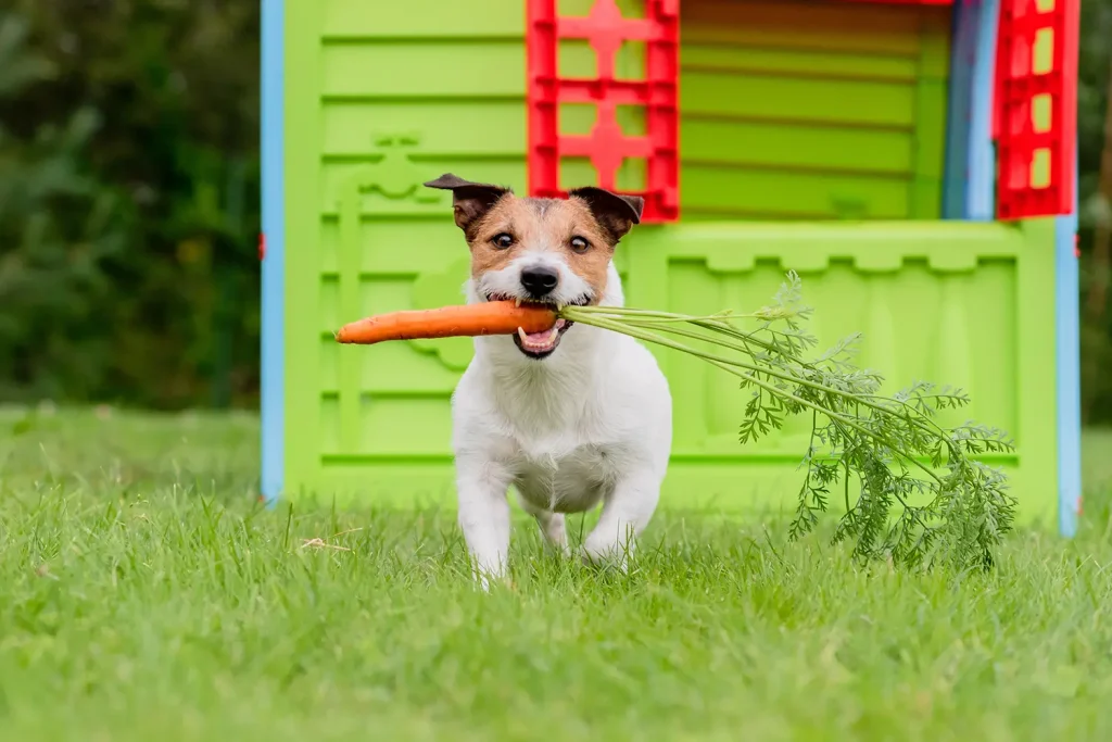 Dog With Carrot In Mouth