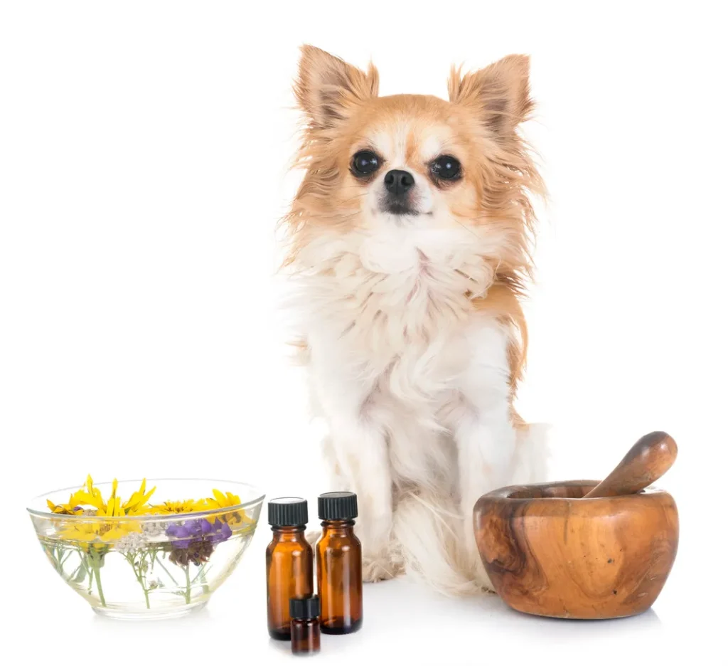 Dog With Essential Oils