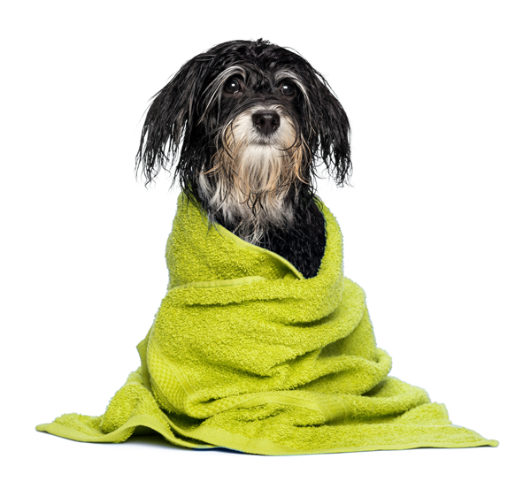 Dog Wrapped In Towel
